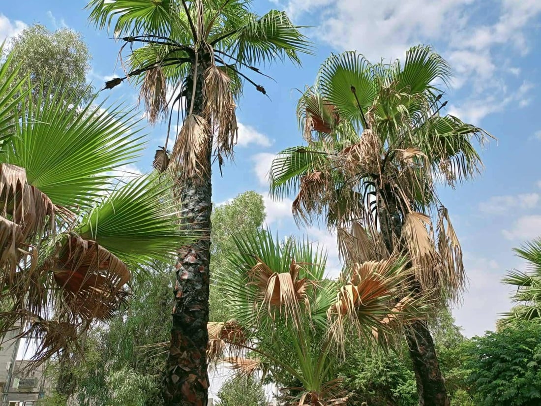 رێكخراوێكی ژینگه‌یی: چه‌ند درەختێكى واشنتۆنیا له‌ ناو ناحیه‌ى ته‌كیه‌ شێوێندراون