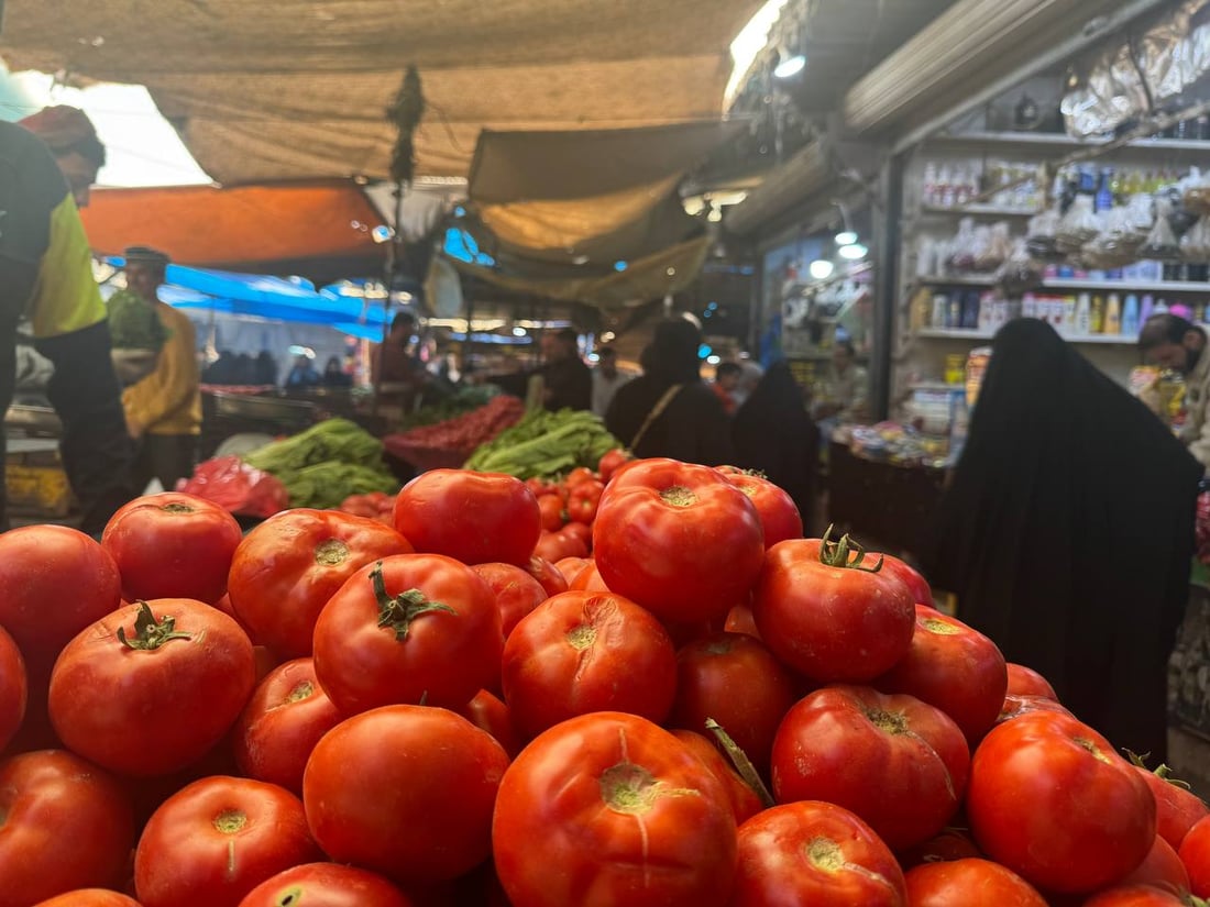 طماطة الزبير تزيح الإيرانية من أسواق البصرة ونداء إلى المنافذ: لا داعي للاستيراد