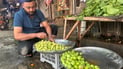 صور: هيت تهزم “ذباب الفاكهة” وتحتفل بالتفاح الأخضر و”الجقيل”