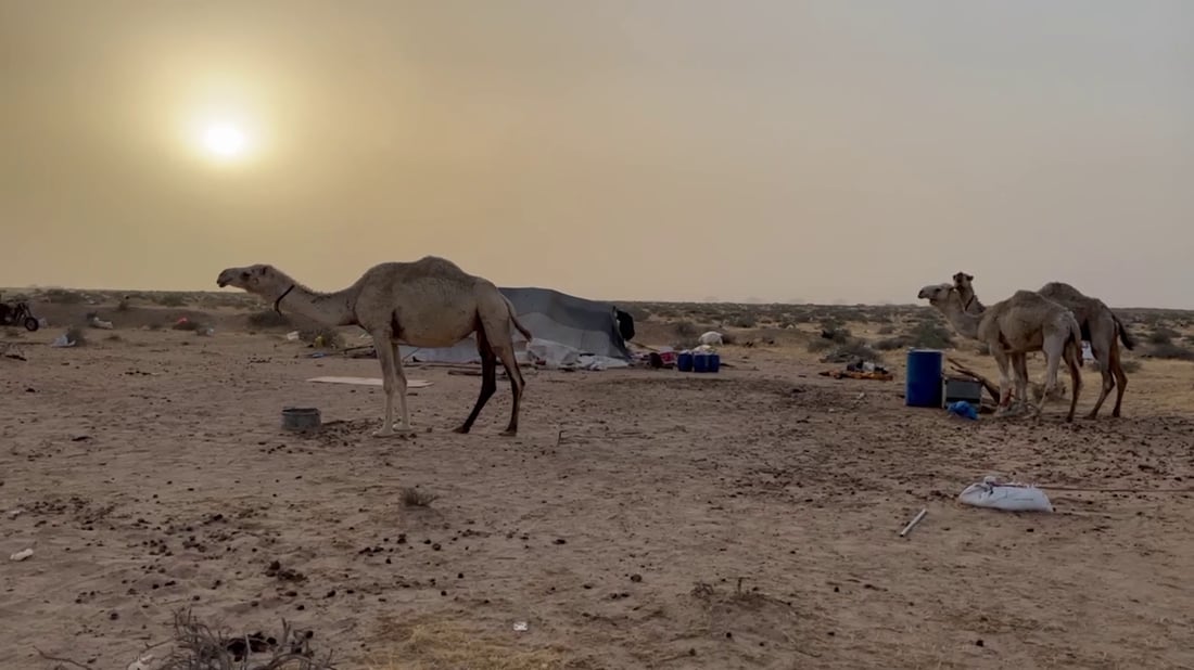 فيديو: بدو السوالم عادوا بالإبل إلى مراعي البصرة.. رحلة الشتاء انتهت