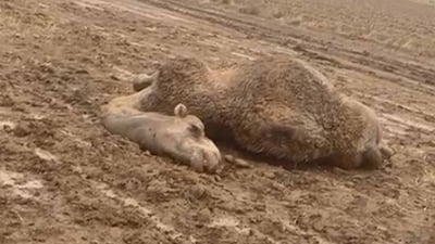 هەورەبروسکە چەند وشترێکی مردارکردەوە