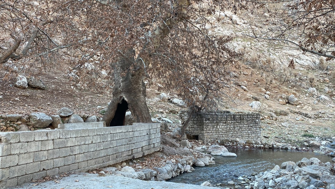 صور: شجرة “جنار” عملاقة في أربيل.. يقف بداخلها إنسان