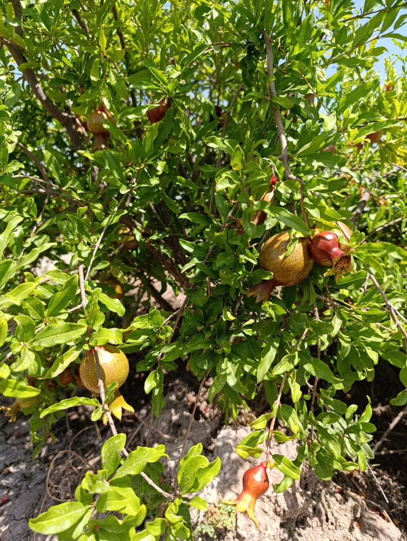 باخە هەنارەکانى هەڵەبجە نەخۆشن