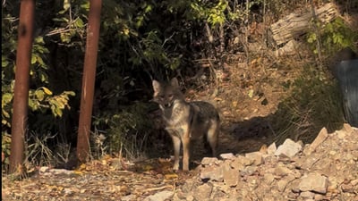 ئاژەڵە کێوییەکانی باتیفا بێ ترس دەرکەوتوونەتەوە