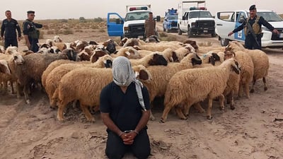 سرق الأغنام ونقلها 50 كيلومتراً.. شرطة ديالى تلقي القبض عليه وتستعيد 63 رأساً