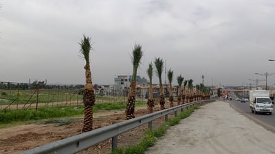 بصراوي أثبت خطأ الاعتقاد السائد وزرع الآلاف من نخل السماوة في الموصل ودهوك (فيديو)