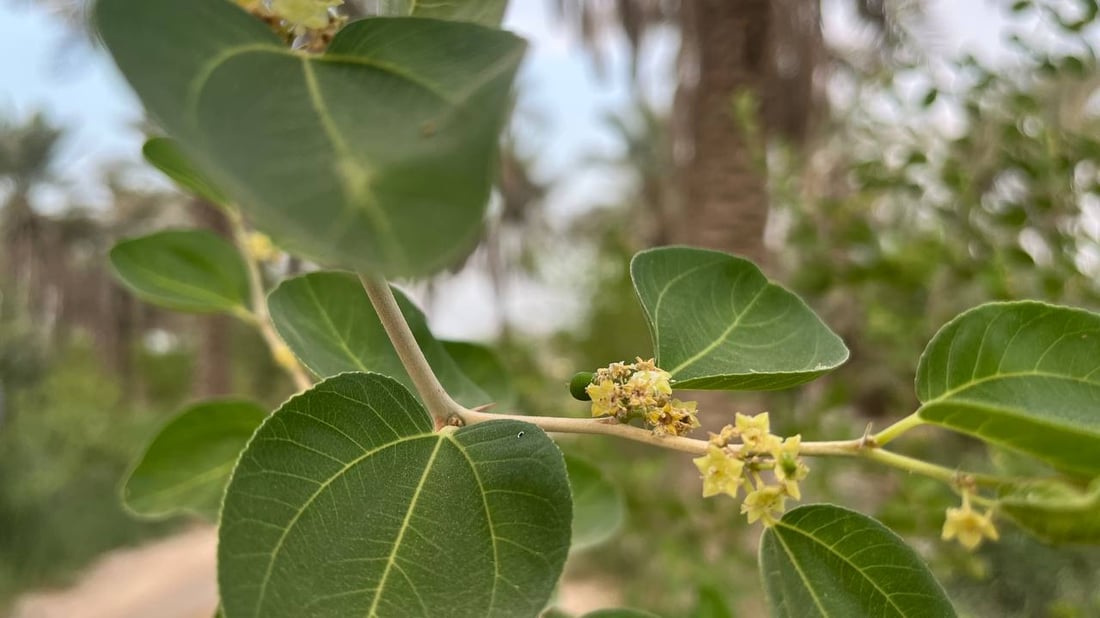 صور: رائحة السدر تملأ أرجاء البصرة.. أزهار النبك تفتحت والمثبّت يحميها من المطر
