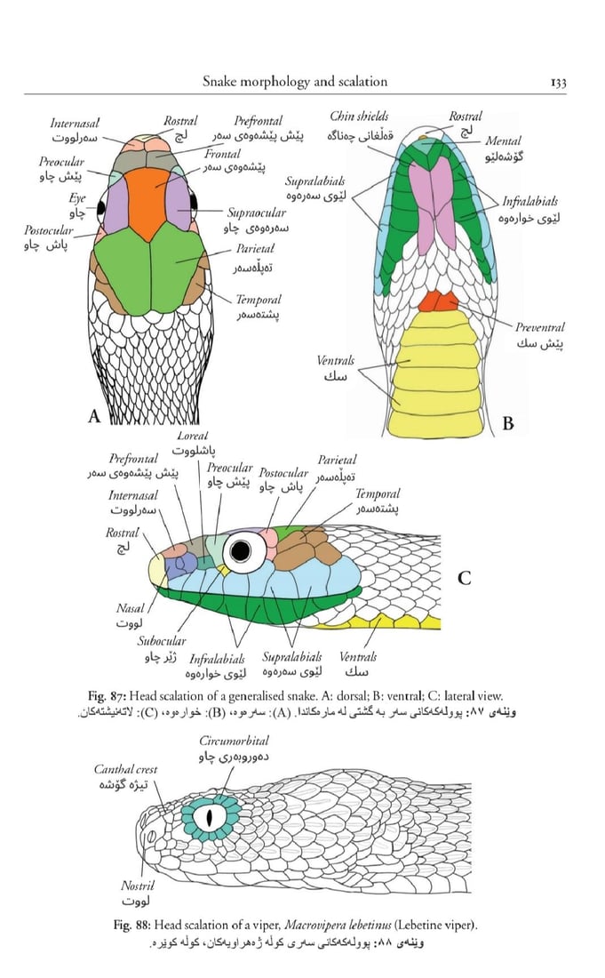 “ره‌شمار”ه‌ تێكئاڵاوه‌كان عاشق نین بەڵکو دوو مارى نێره‌ن و شه‌ڕ ده‌كه‌ن