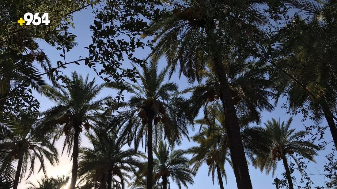 صور: نخيل كربلاء يقاوم الجفاف بمياه الآبار.. الموسم نجح بوفرة البرحي والبريم