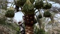 Farmworkers return for eighth season tending date palms in Balad