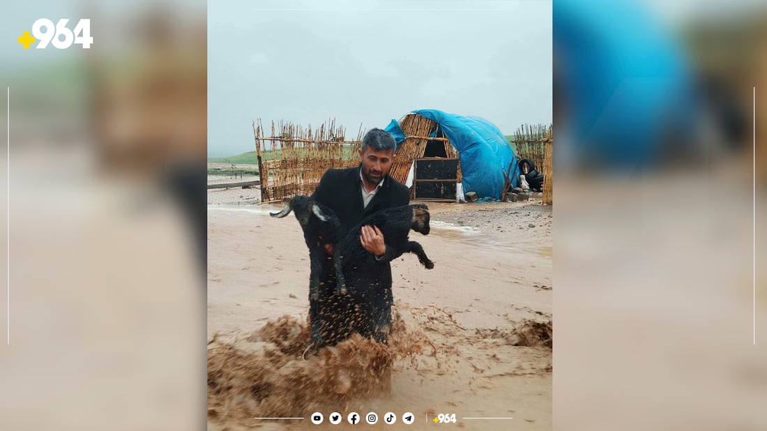 لافاو پڕۆژەیەکی بەخێوکردنی ئاژەڵی برد