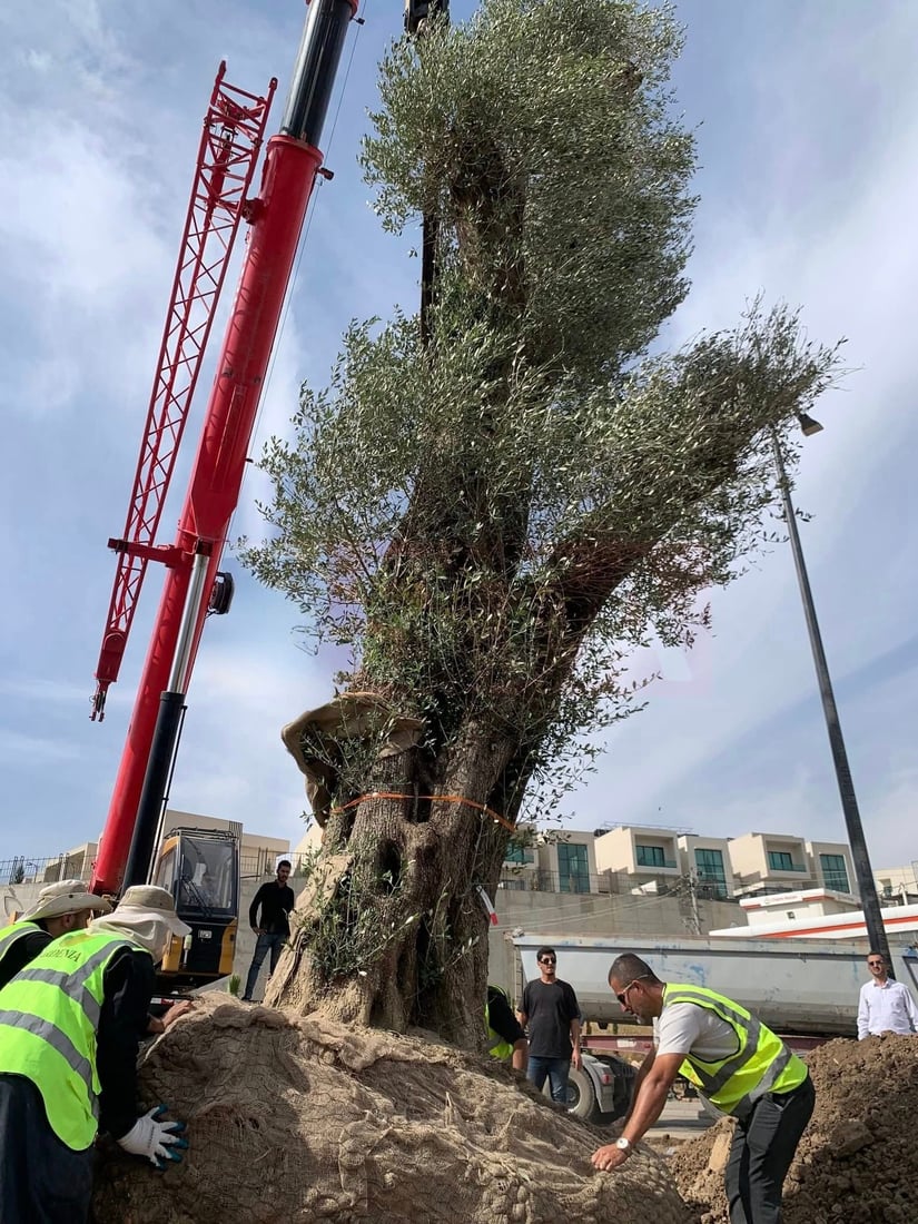 دار زەیتوونێکی تەمەن 200 ساڵ لە شەقامی مەلیک مەحمود چێندرا