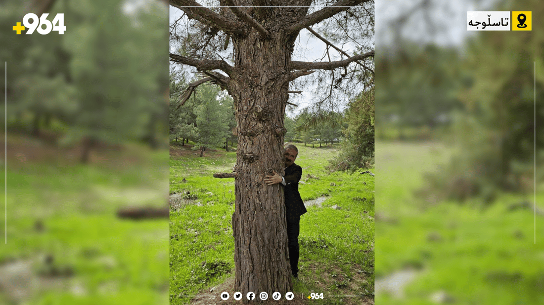 چیرۆکی دارە بەتەمەنەکەی دارستانی تاسڵوجە