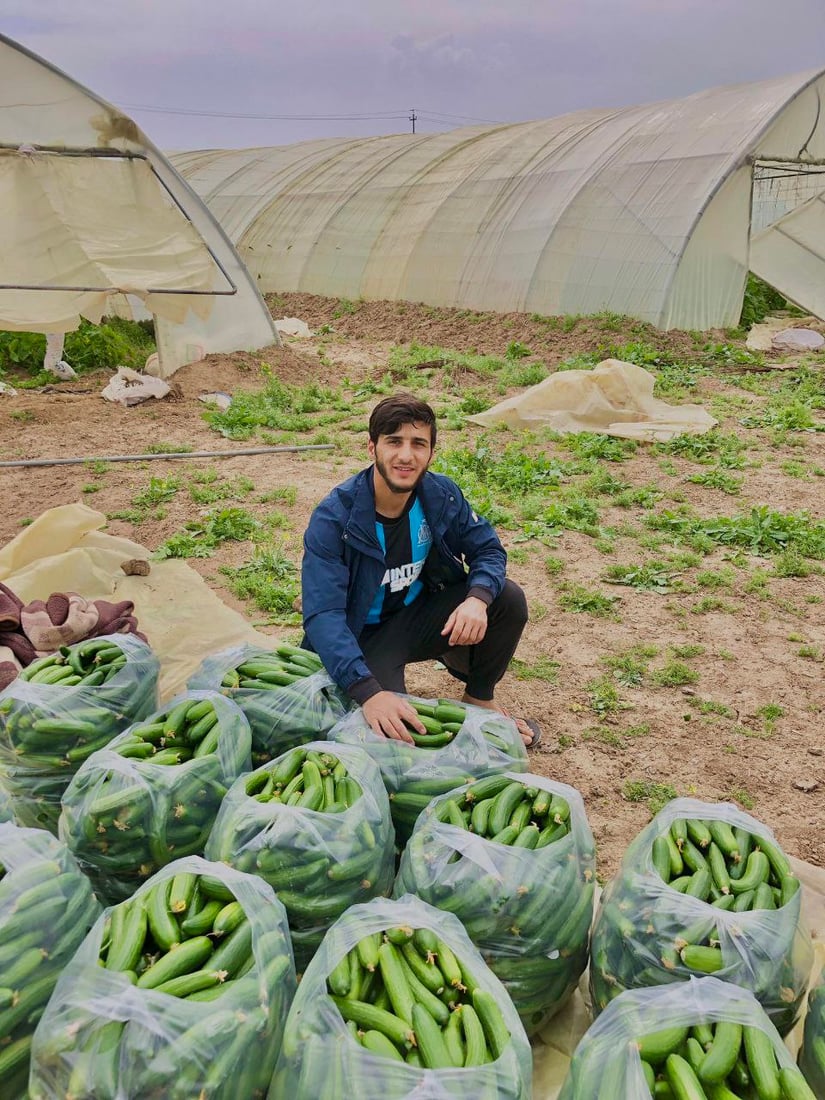 صور من داخل بيوت الخيار العراقي.. مذاقه حلو ورائحته شهية ولا مقارنة مع المستورد