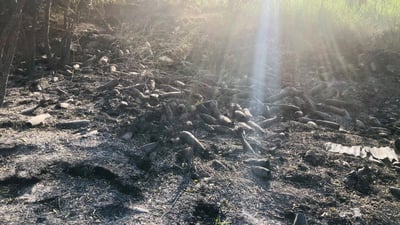 ویستیان چایەک بخۆنەوە و کەتیان نایەوە