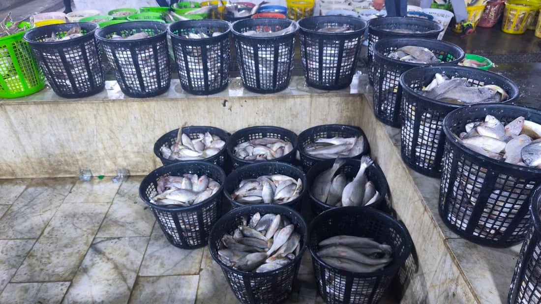 صور: 30 طناً من السمك في مرسى النقعة.. “خلي الفقير ياكل”