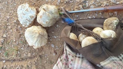 “الچمّاية” يشدون الرحال إلى بادية السلمان الحدودية بحثاً عن “اللحم النباتي”