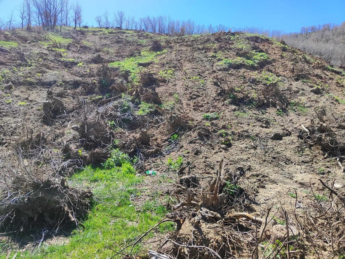 دیمه‌نى به‌شێك له‌و دارستانه‌ى دسروشتییه‌ى له‌ پێنجوێن له‌ناو براوه‌... وێنه‌: پۆلیس و دارستان و ژینگه‌ى سلێمانى