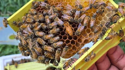 100 فرۆشیار لە فێستیڤاڵی حەسارن