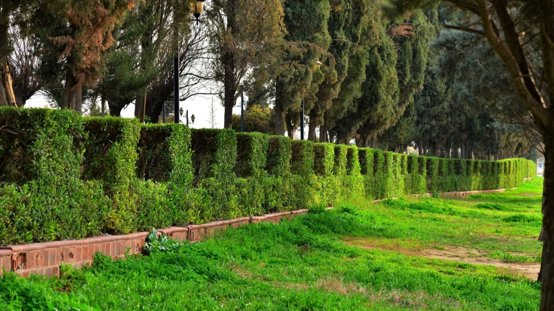 دەست بۆ دار و درەخت و گژوگیای ناو پارک و دوورگە ناوەندییەکانی هەولێر مەبەن