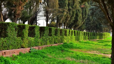 دەست بۆ دار و درەخت و گژوگیای ناو پارک و دوورگە ناوەندییەکانی هەولێر مەبەن