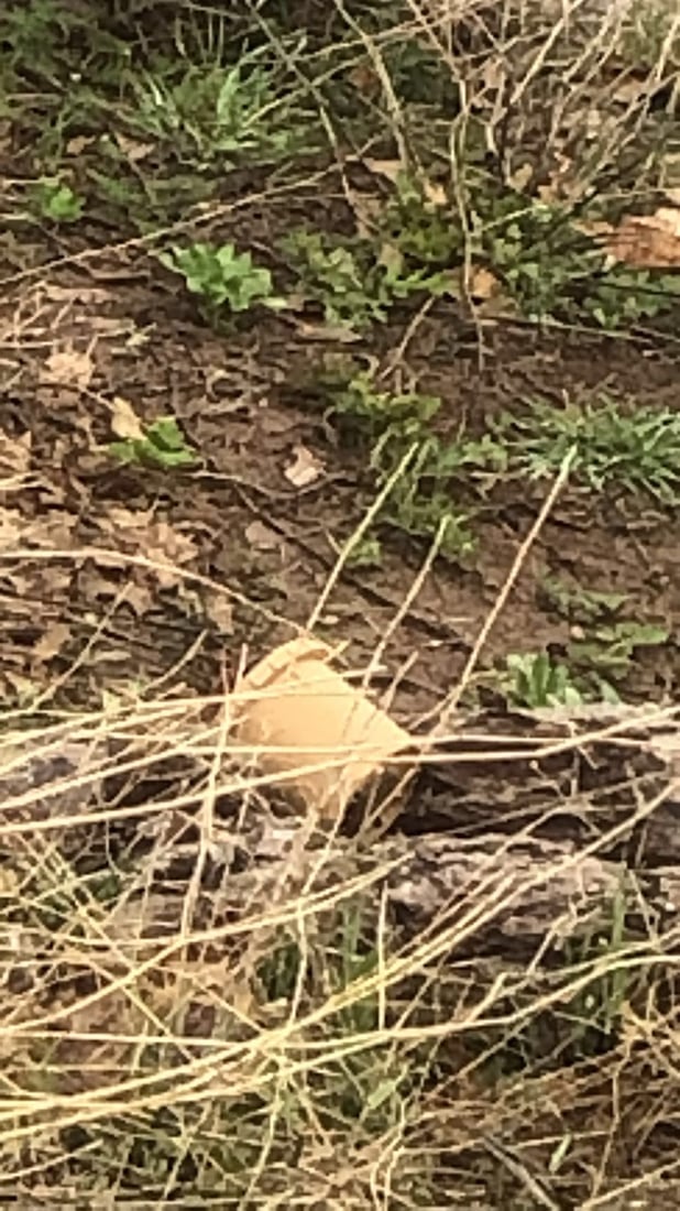 دواى هه‌ر بارانێكی به‌خوڕ كێڵگه‌ مینێك ده‌رده‌كه‌وێت