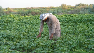 فيديو: لديكم باميا حتى رأس السنة.. بساتين البصرة بدأت مع نجم سهيل