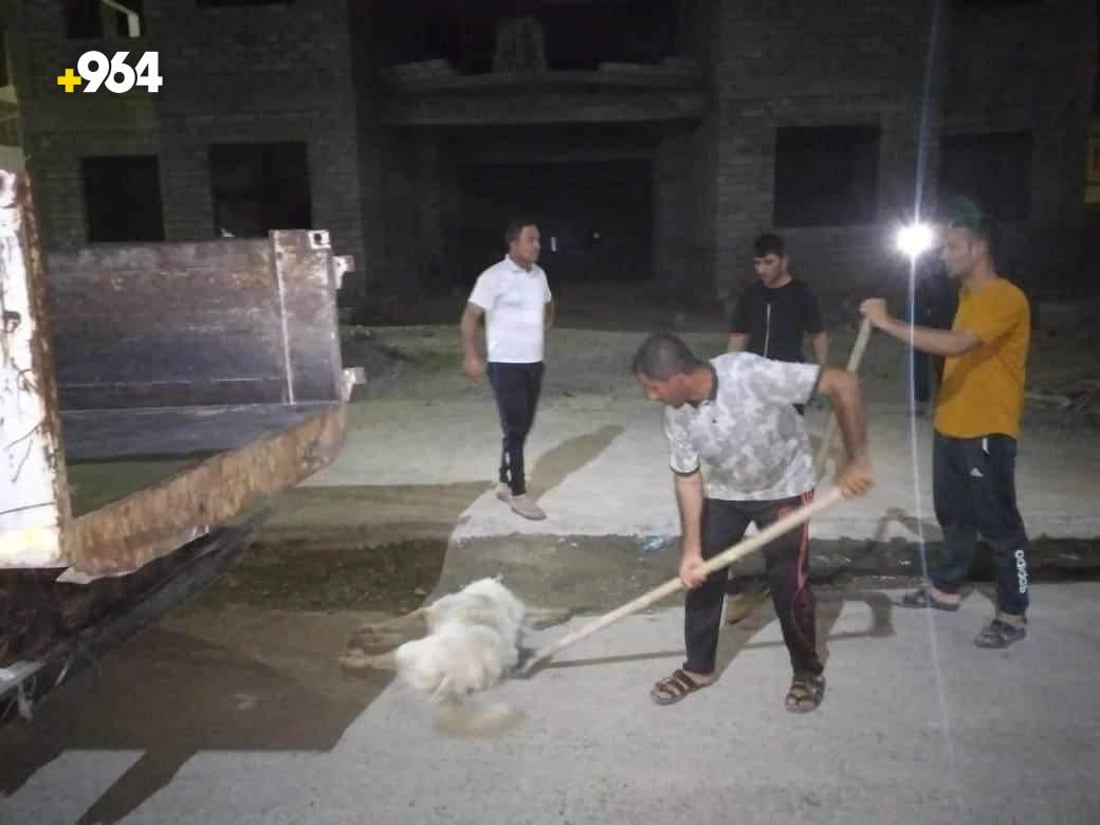 صور: العياضية تنتقم من الكلاب السائبة بعد ليالي مرعبة وحالتي وفاة