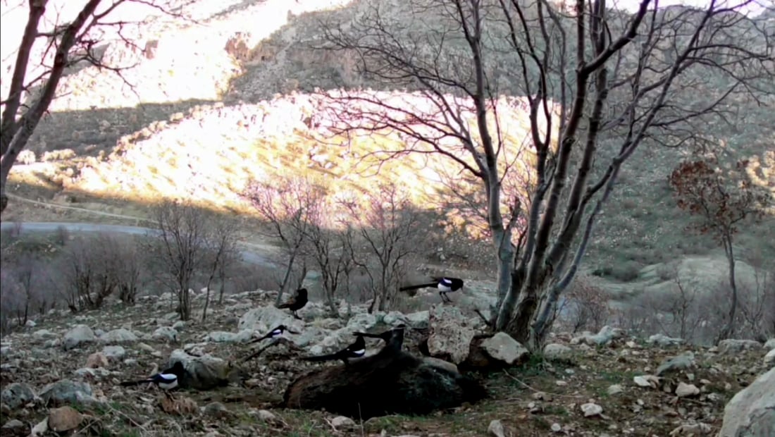 بنارى به‌مۆ ... وێنه‌: سۆران ئه‌حمه‌د