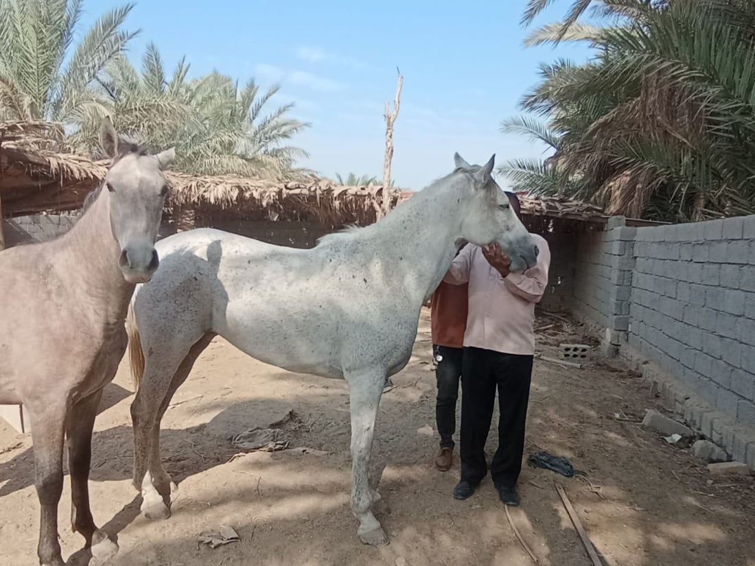 صور وإحصاء جديد: بابل بلا خيول عربية.. كلها مصرية أو إيرانية!