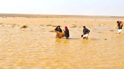 صور: الجيش ينقذ أغنام الرعاة من السيول في صحراء النخيب بين كربلاء والأنبار