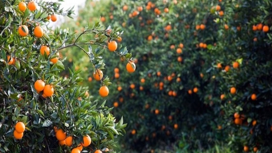 دیالە 70 هەزار تۆن لیمۆى بەرهەمهێناوە