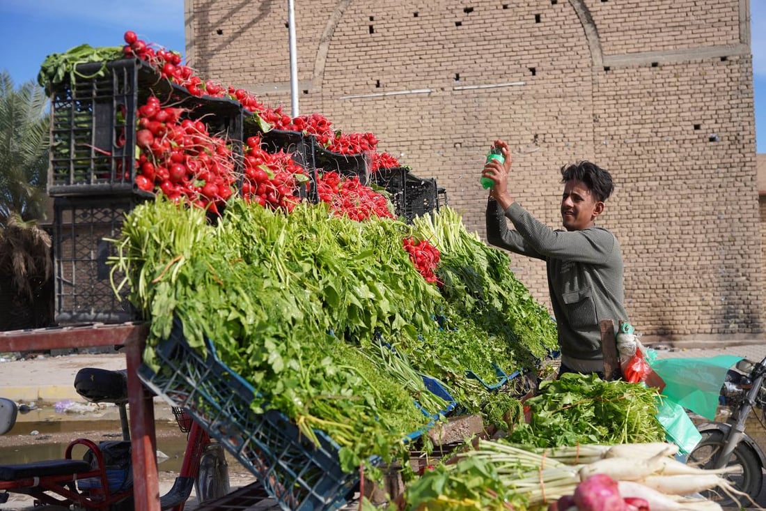 صور مبهجة: خضروات بعقوبة كلها من ديالى.. إنتاج المرادية وأم الكرفس يغطي كل شيء