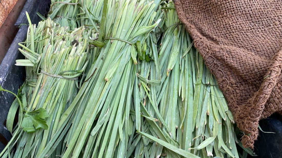 كم تربح؟.. دردشة مع “أبو ستوتة” خضار في البصرة: سيأتينا الريحان مبرداً من أربيل