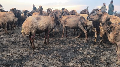 ئەو مەڕانەی لە شارەزوور سووتان گۆشتەکەیان شیاوی خواردنە