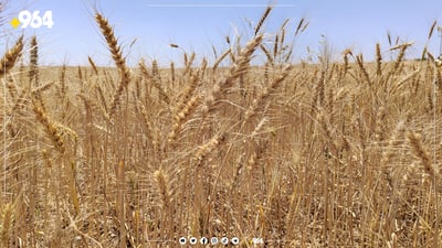عێراق یەك ملیۆن تۆن گەنم لە دەرەوە دەكڕێ