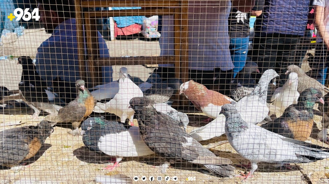 لە هەولێر رۆژانی هەینی بازاڕی شێخەڵا لە سەر سی مەتری پڕ دەبێت لە كۆتر و چەندین جۆر كتێب تێیدا مامەڵەی پێوەدەكرێت.