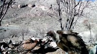 نسر أبو شوارب و3 أنواع أخرى في كردستان.. السموم تخفض أعد