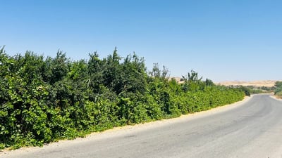 لە ئاغجەلەر؛ 70 مەتر رێگا بە هێشووە ترێ دەپۆشرێت