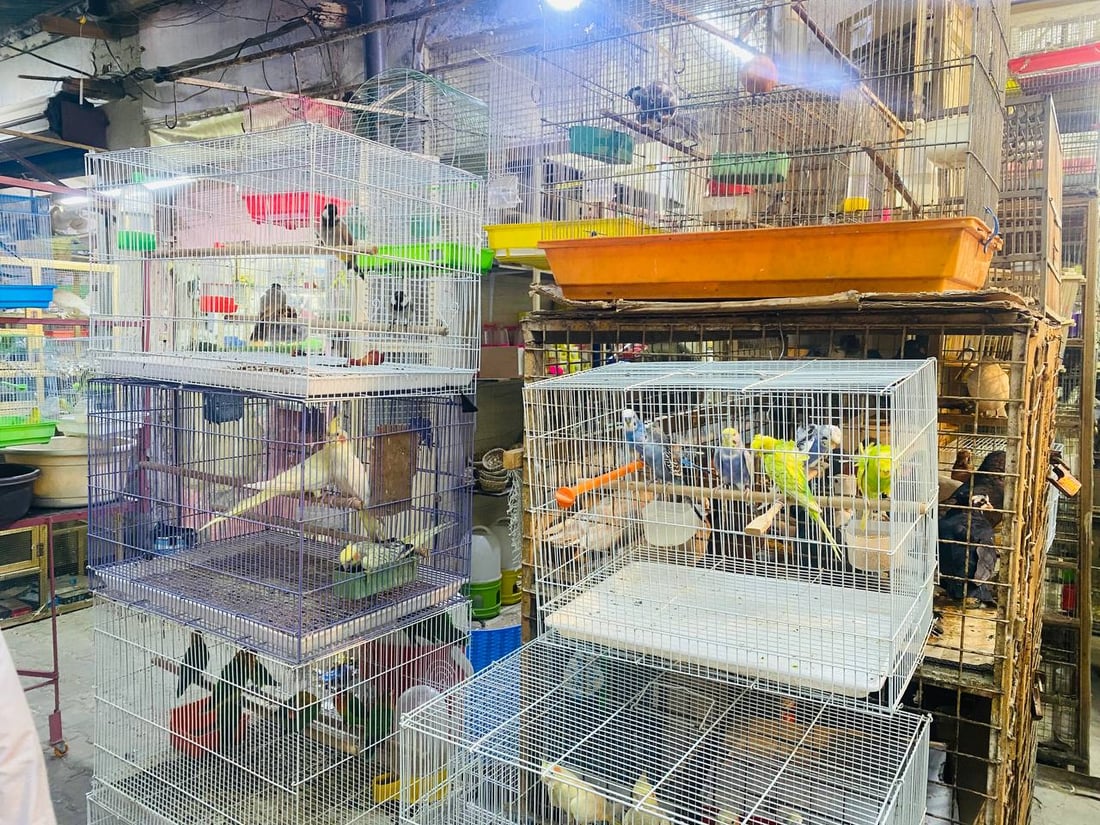 صور: حلَّ الخريف وبدأ موسم تزاوج البلابل.. سوق العمارة امتلأ بأقفاص سعف النخيل