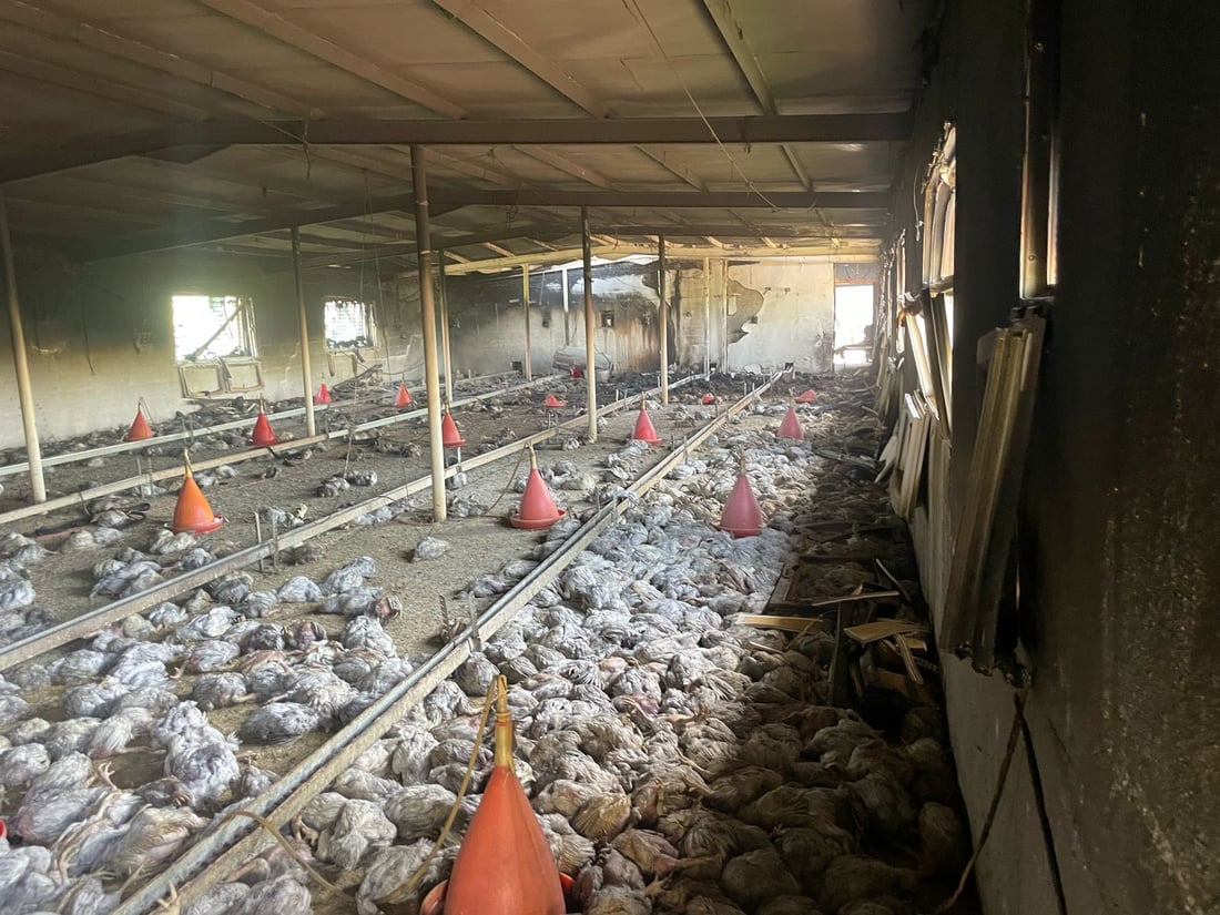 ئاگر لە هەناوی کێڵگەیەکی پەلەوەری سنووری بنگرد هەڵگیرسا