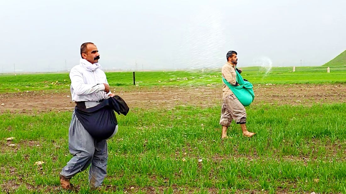 بارانی زۆر بەشێکی گەنمی جوتیارانی شارەزووری زەرد هەڵگەڕاندووە