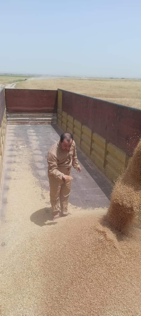 حفلة حنطة في تلعفر.. الحاصدات تدور في ربع مليون دونم و”السايلو” يلغي الطوابير