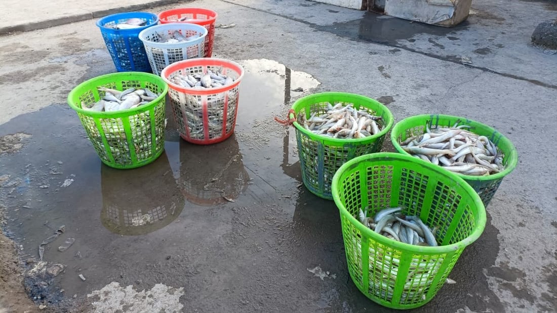 أمواج البحر العالية تمنع إبحار الصيادين مجدداً.. أسعار السمك في مزاد الفاو