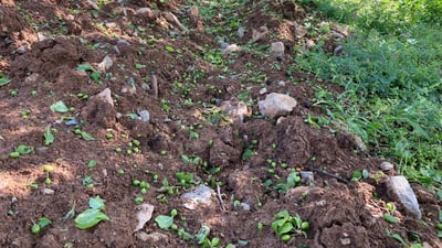 تەرزە دڵڕەقەکەی سۆران بەشێک لە جوتیارانی رەنج بەخەسار کرد