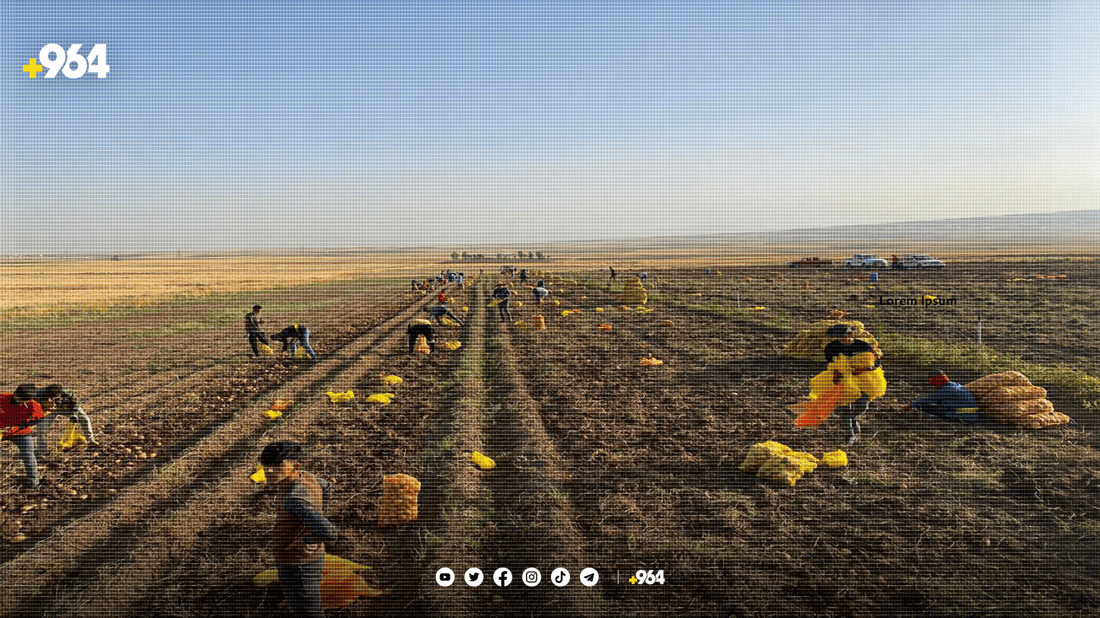 بەرهەمی پەتاتەی بەردەڕەش هەزاران تۆنە و ساغ نابێتەوە