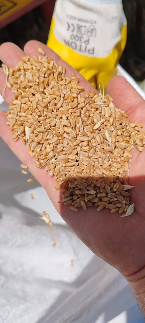 له‌ سلێمانى دوو ته‌رزى نوێى گه‌نم په‌سه‌ندكران