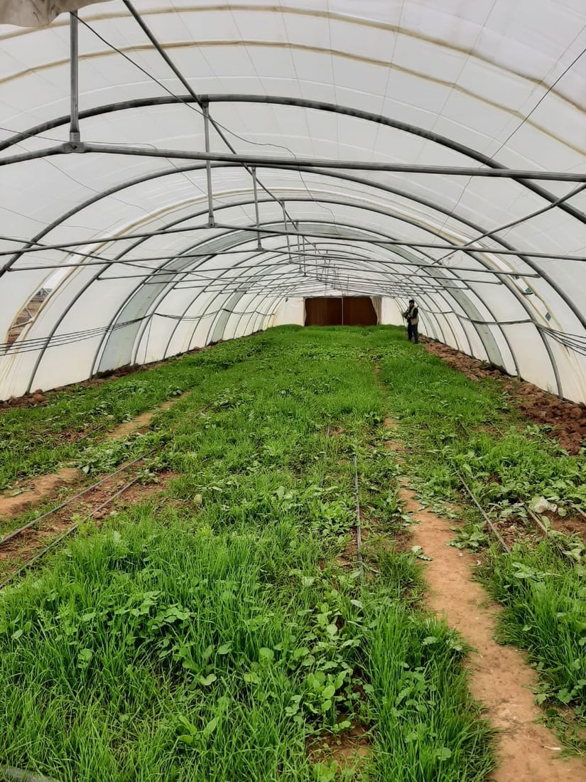 توره‌كانى كشتوكاڵى هه‌ولێر پێگه‌یشتن