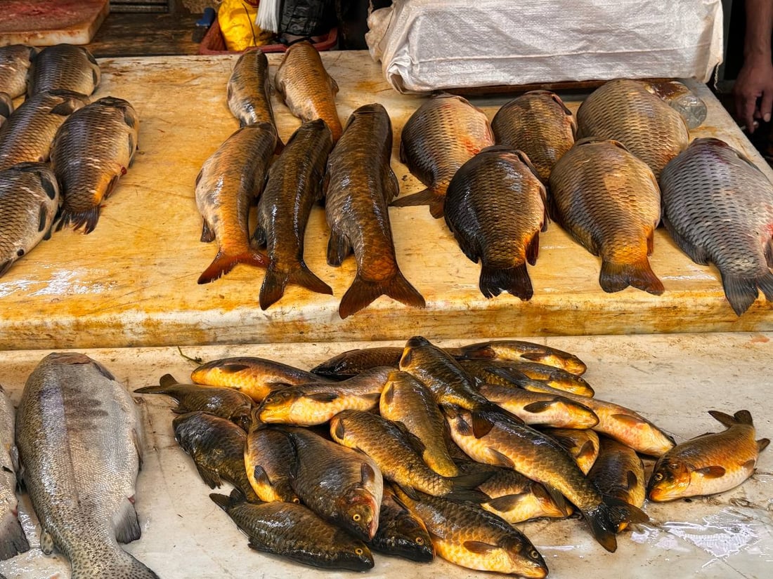 سوق السمك في الموصل ينتعش.. زوار أجانب يتوافدون يومياً (صور)