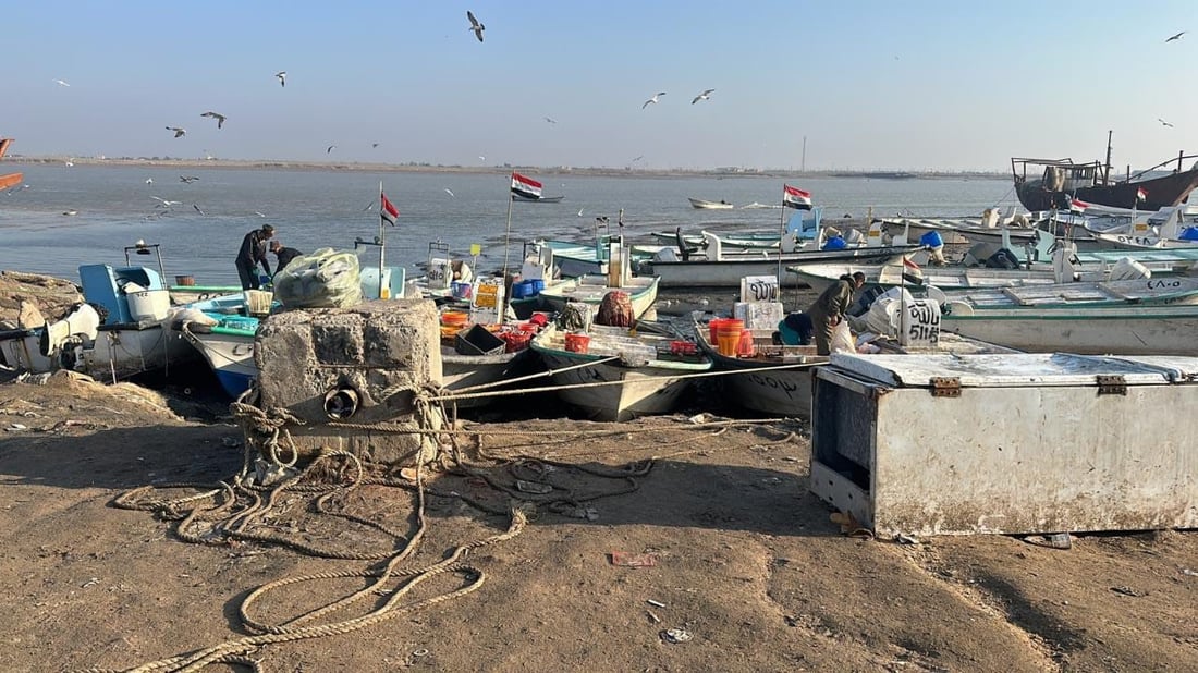 البحر هائج وأنهار “المعامر” بديل مؤقت.. أسعار السمك في مزاد الفاو الأربعاء